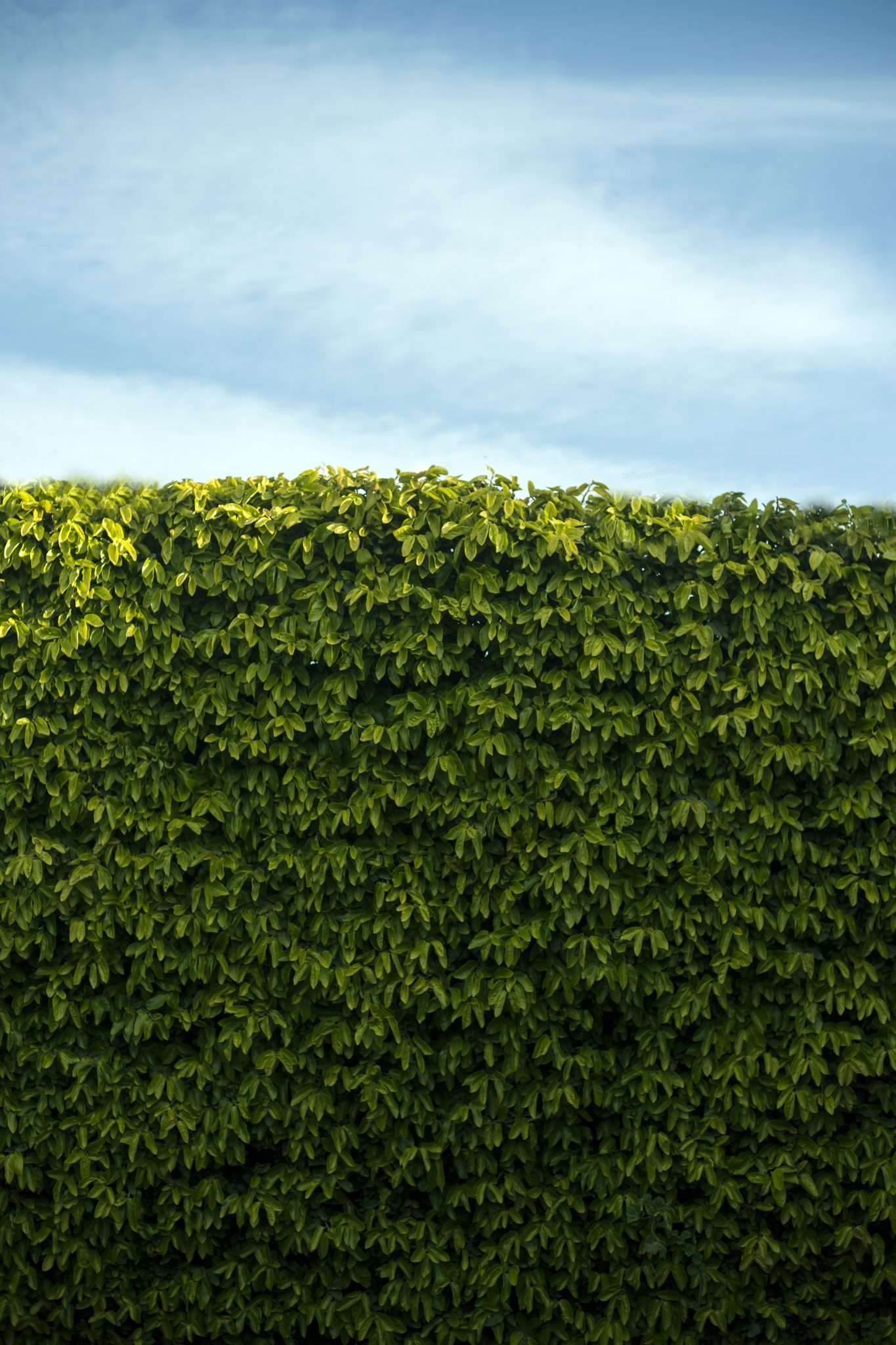 Hedge Trimming Services Near Me - Claxton Tree and Landscape Care