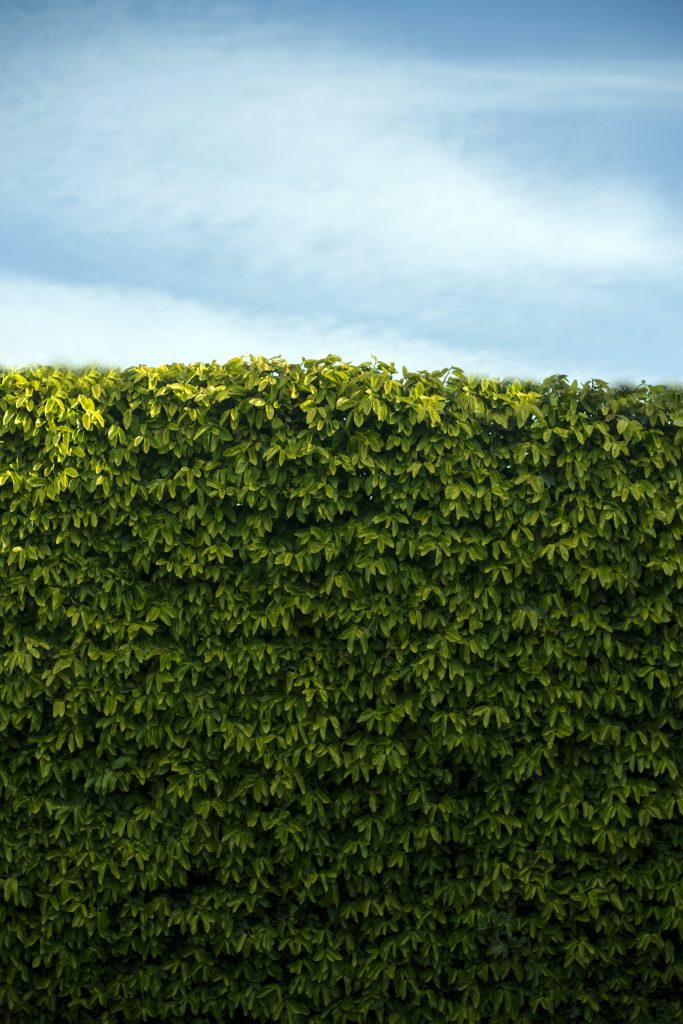 Hedge Trimming Services Near Me